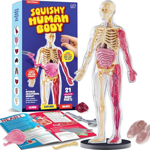Dan&Darci Human Anatomy Squishy Body Model - Science Kits for ...